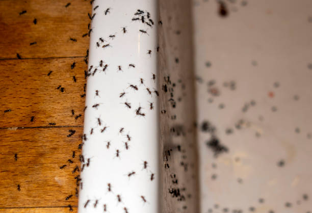 Best Spider Control Near Me  in Shepherd, MI