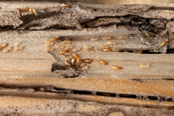 Best Flea Control Services  in Shepherd, MI