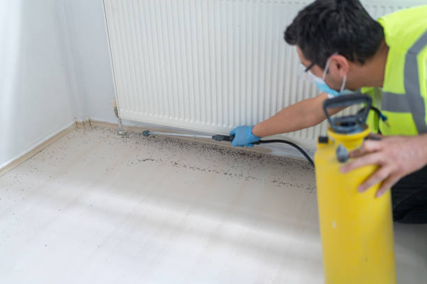 Best Wasp Removal Services  in Shepherd, MI