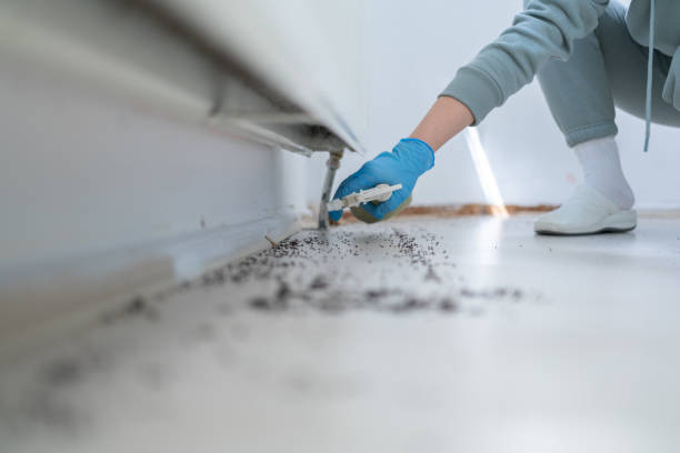 Best Rat Extermination Near Me  in Shepherd, MI